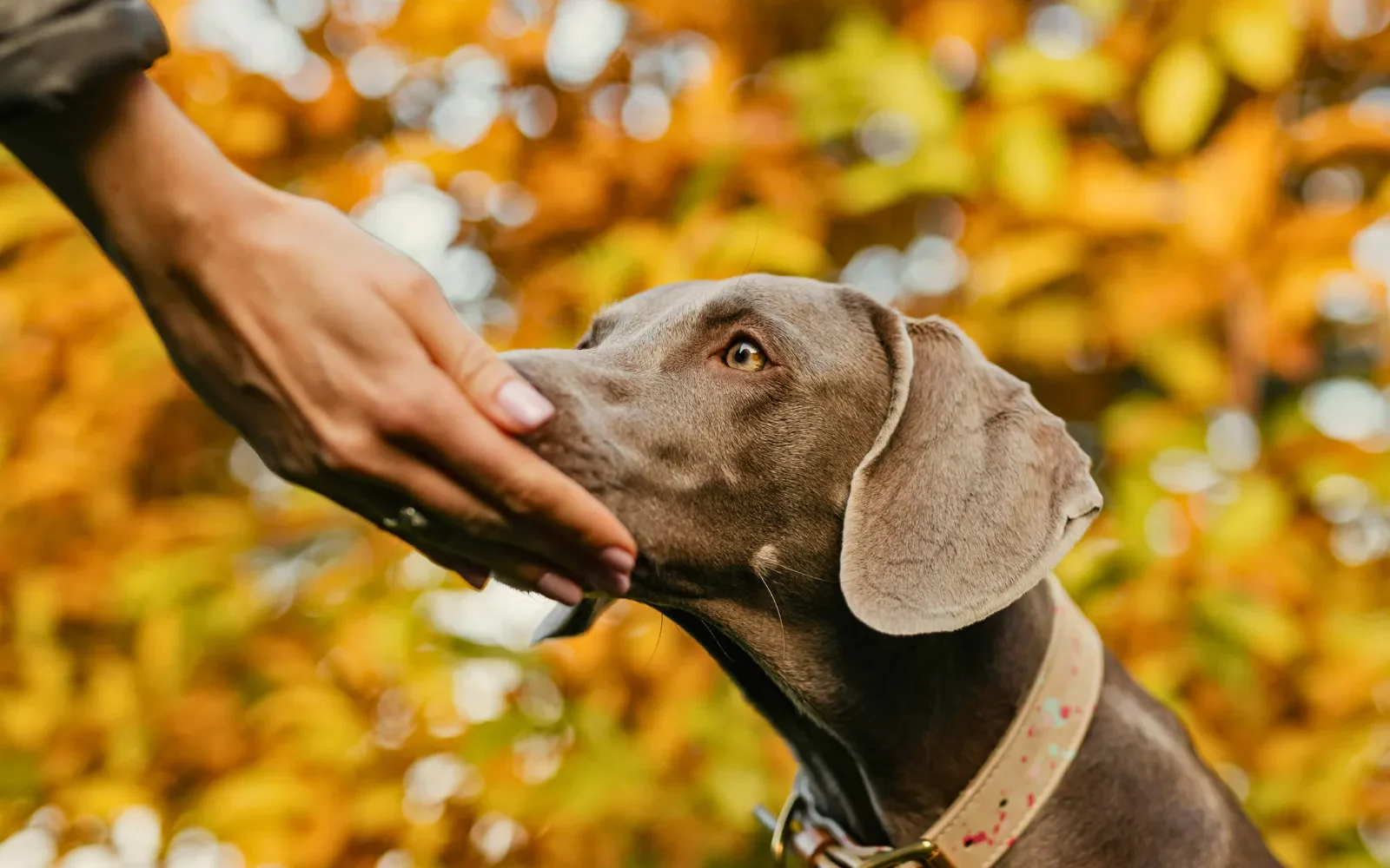 A mold dog sniffing its handler's hand