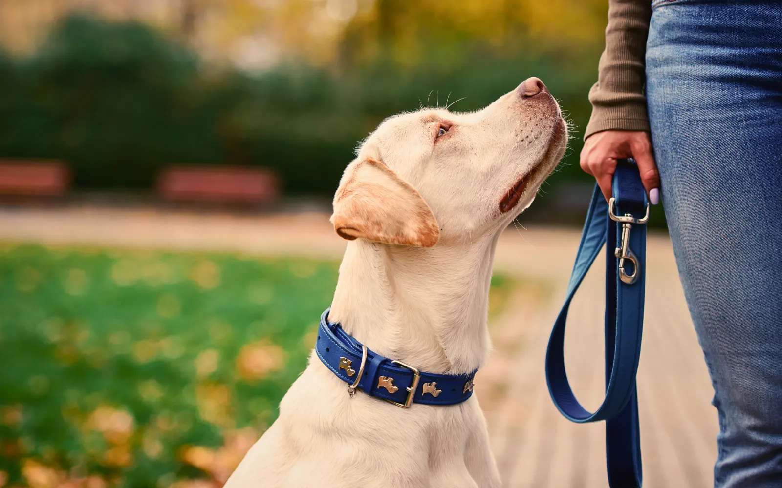 A mold dog beside its handler