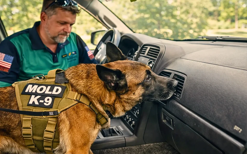 A mold dog sniffing car air con vents during car mold inspection