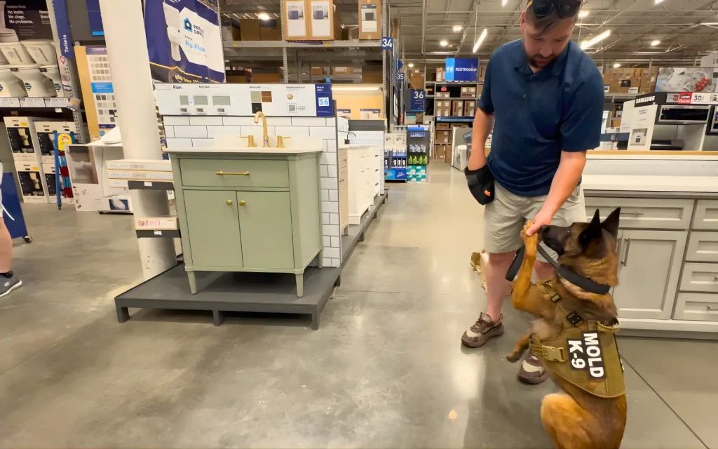 Mold inspections in progress during commercial mold inspections