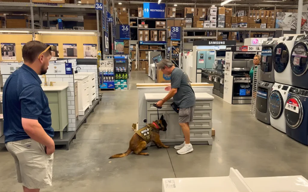 A mold dog alerting during a commercial mold inspection
