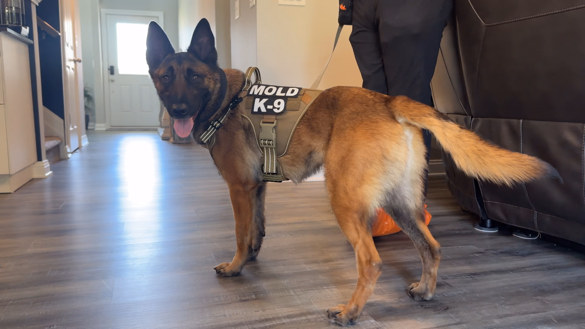 A mold dog in a Kentucky home