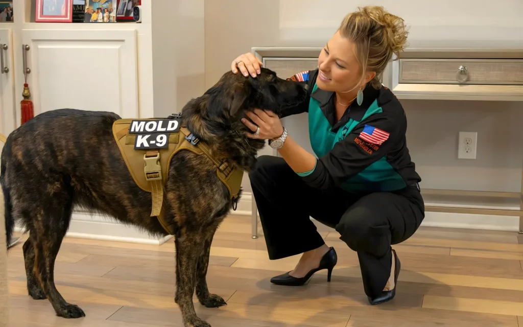 A mold dog home inspection in progress
