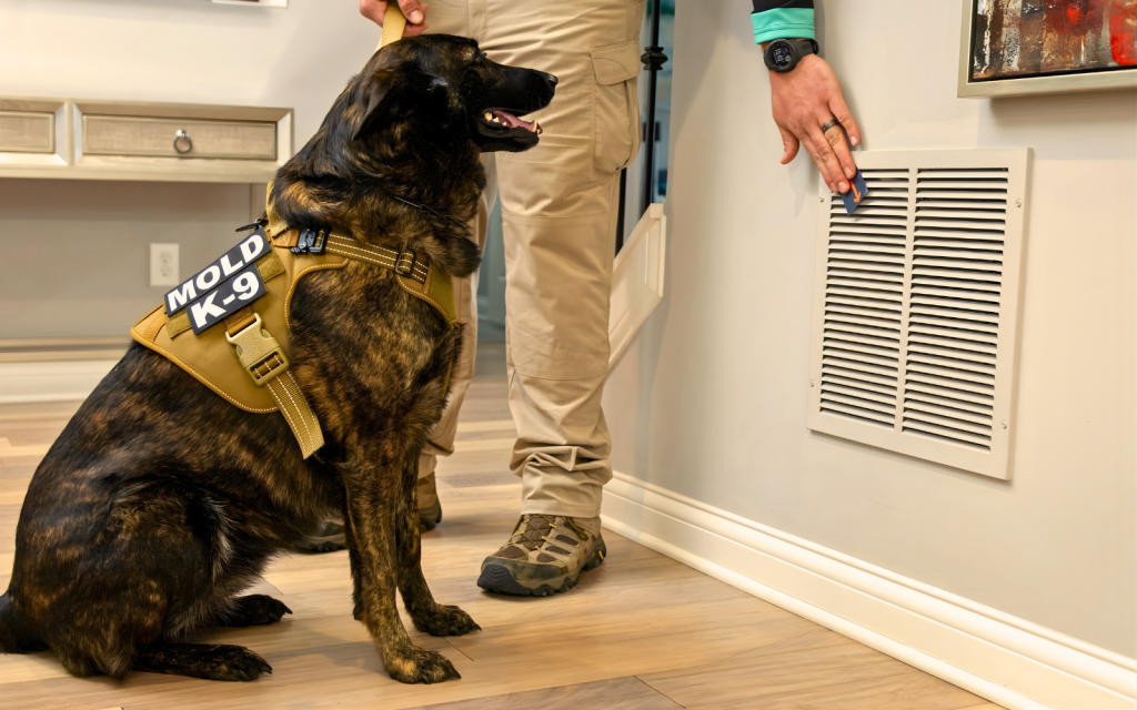 A mold dog after identifying hidden mold in an HVAC vent