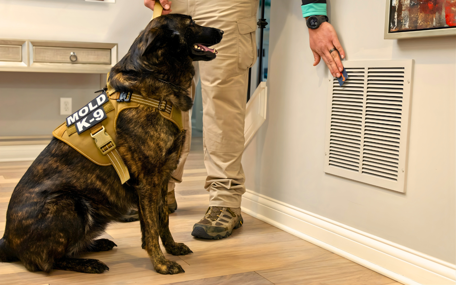 A mold dog after identifying hidden mold in an HVAC vent