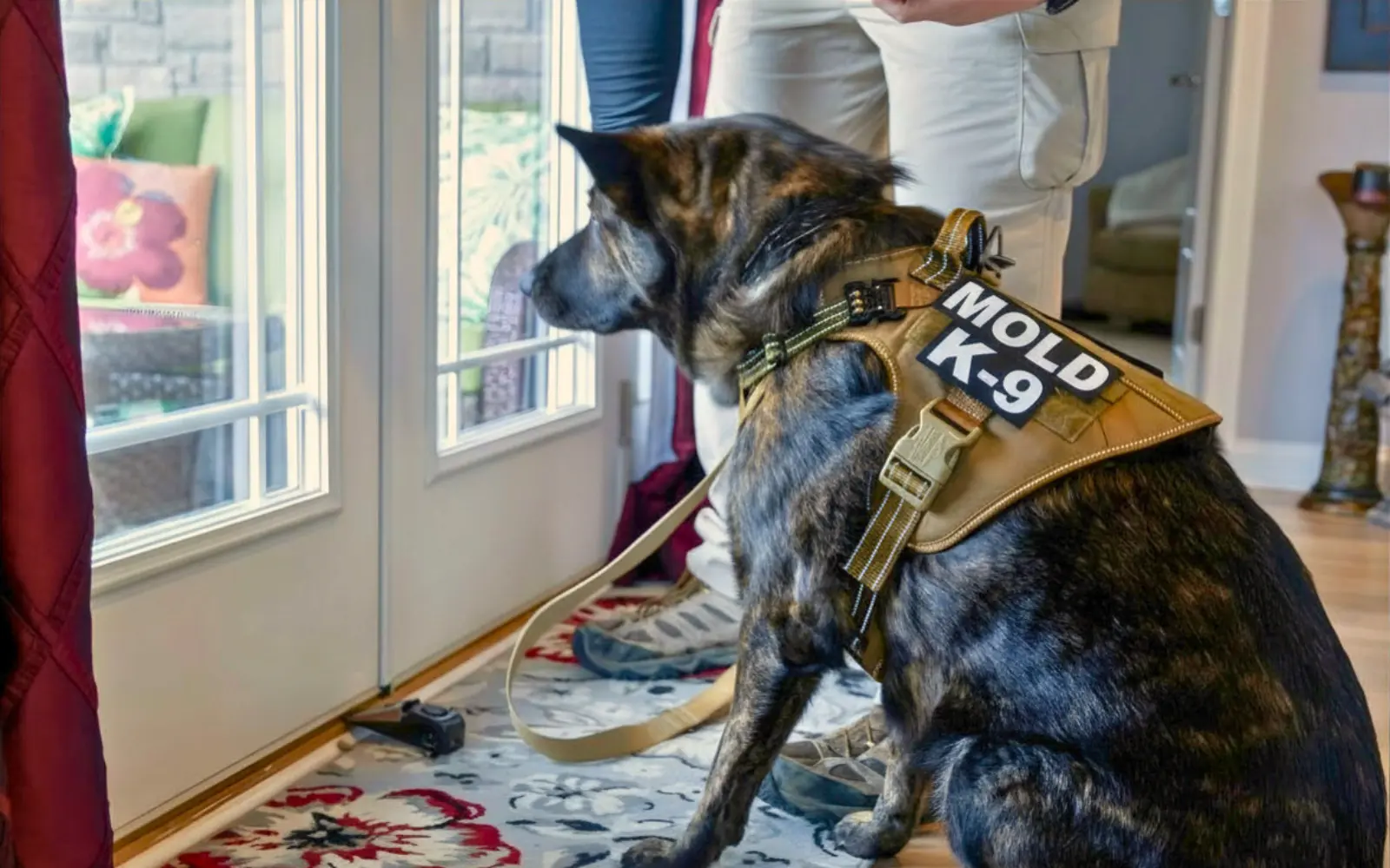 A mold canine during a residential mold inspection