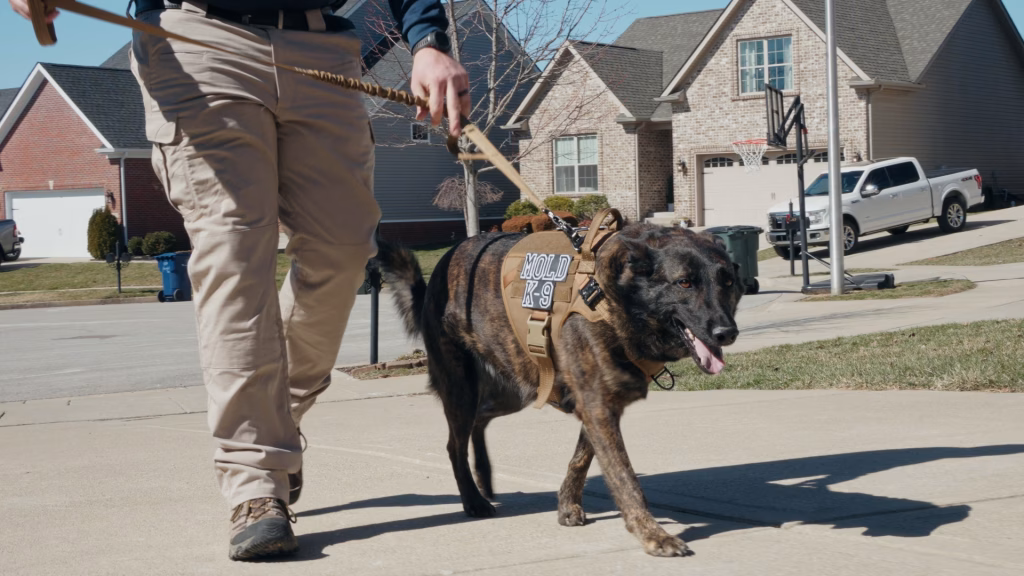 Mold dog on residential property