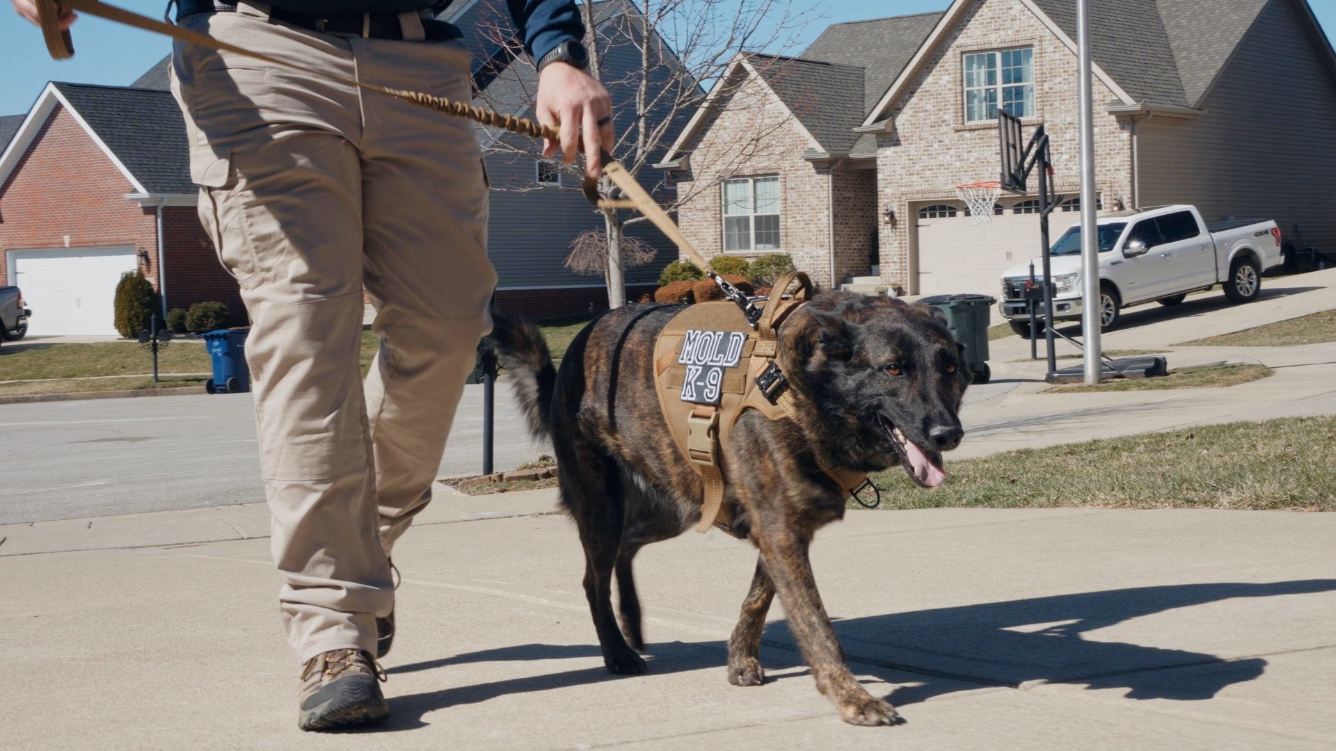 Mold dog on residential property