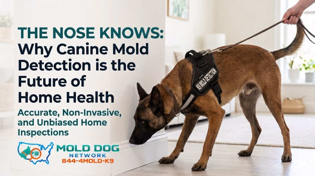 A mold detection dog at work